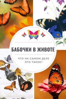 Шедевры природы: красивые фотографии бабочек для вашего вдохновения