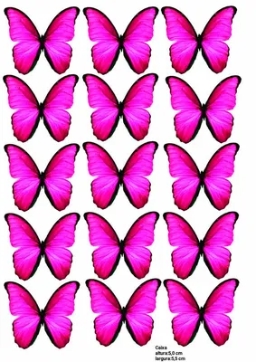 Бабочки: Маленький размер, JPG формат