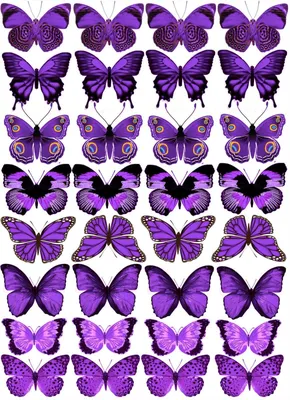 Фото бабочек: Реалистичные изображения, в формате PNG