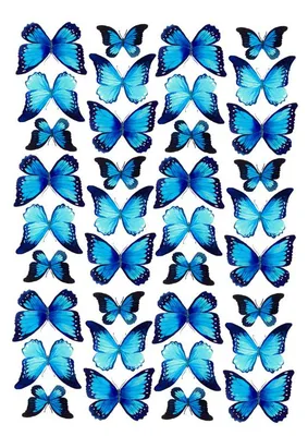 Фотка: Разнообразие бабочек разного размера в PNG