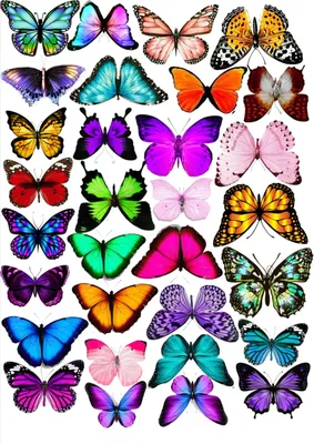Фотографии красивых бабочек в формате WebP
