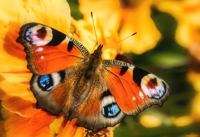 Изображение: Коллекция уникальных бабочек в WebP