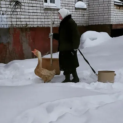 Насмешите себя веселыми фотографиями бабушек