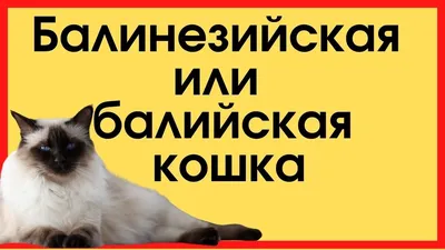 Изображение балинезийской кошки в полный рост