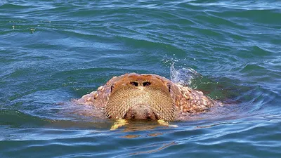 Фотографии прибрежных ландшафтов Балтийского моря в Петербурге: бесплатно и в отличном качестве