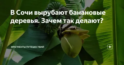 Картинка бананового дерева на фоне природы