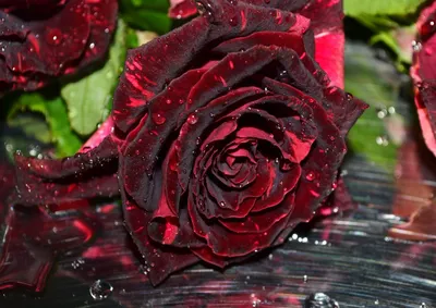 Бархатная роза - фото в формате jpg