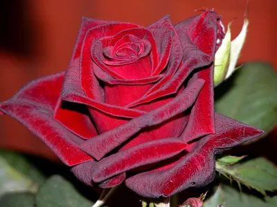 Бархатная роза - прекрасное изображение