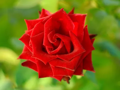 Великолепная фотография бархатной розы
