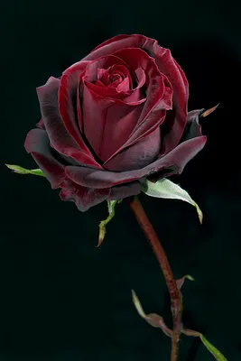 Фото розы, создающее эффект бархата