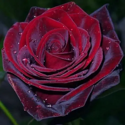 Роскошное изображение бархатной розы