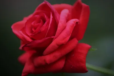 Изображение бархатной розы в формате webp с выбором размера