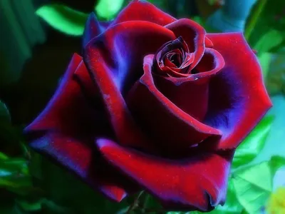 Фотка бархатной розы в формате jpg и png