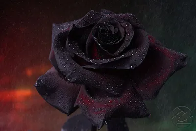 Бархатная роза - изумительная картинка