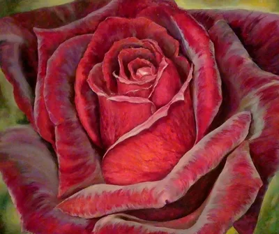 Фото розы с эффектом бархата в различных размерах