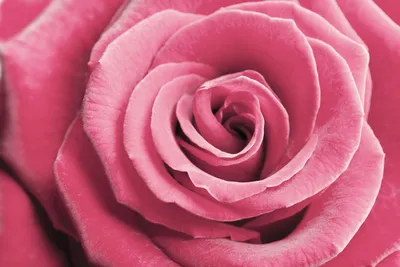 Изображение розы с возможностью скачать в форматах jpg, png, webp