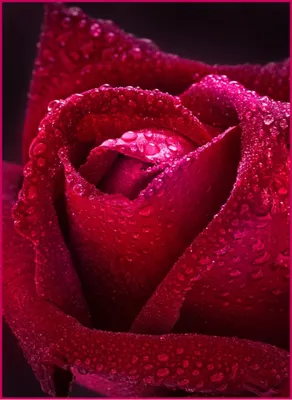 Красивая фотография бархатной розы с выбором размера
