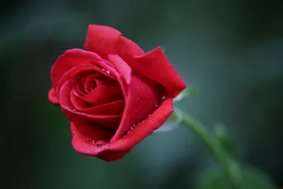 Фото, демонстрирующее красоту бархатной розы