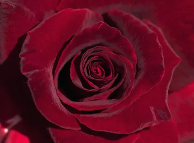 Бархатная роза - стильная картинка с эффектом бархата