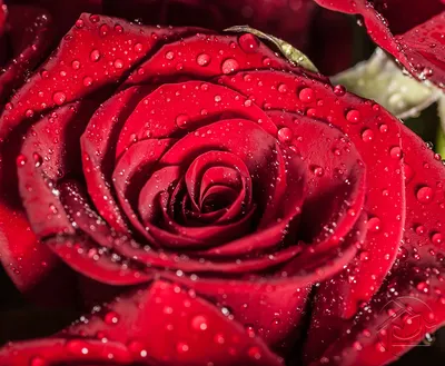 Фотография розы, доступная для скачивания в формате png