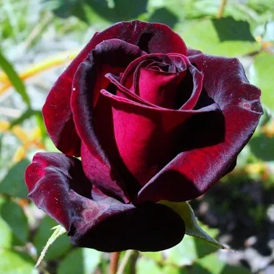Превосходное изображение бархатной розы с выбором формата