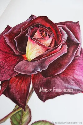 Изображение бархатной розы в формате jpg, доступное в различных размерах