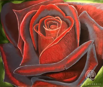 Красивое изображение бархатной розы