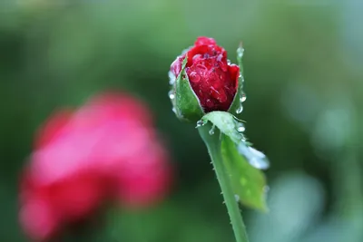 Фотка розы с эффектной текстурой бархата