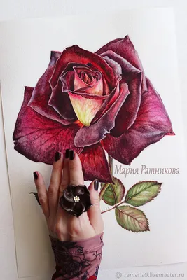 Бархатная роза - фото с возможностью скачать в формате webp