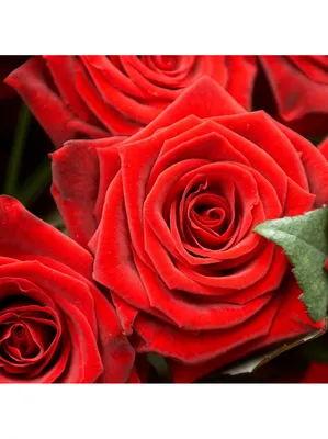 Фото бархатной розы, отображающее ее прекрасную текстуру