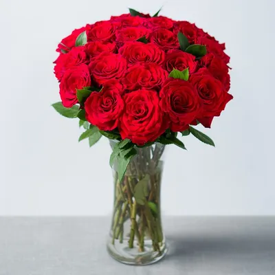 Красивая фотография бархатной розы, доступная в различных форматах