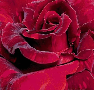 Бархатная роза - фотография высокого качества