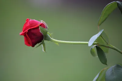 Фото, подчеркивающее красоту бархатной розы