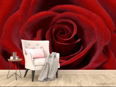 Бархатная роза - изображение с эффектом бархата и выбором различных размеров