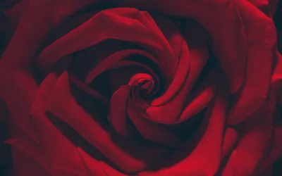 Фотография розы в формате jpg, png и webp