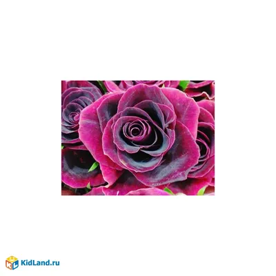 Изображение бархатной розы, подчеркивающее ее элегантность и красоту
