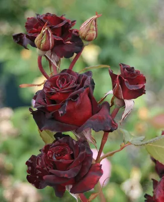 Фото бархатной розы в формате png