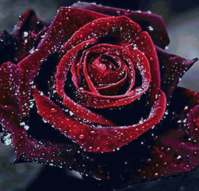 Изображение розы с эффектом бархата