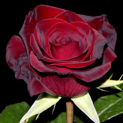 Бархатная роза - фото в формате webp