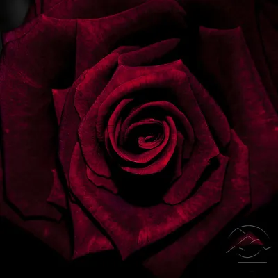 Фотка бархатной розы на ваш выбор формата
