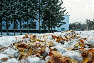 Зимний Барнаул: Снежные пейзажи в PNG