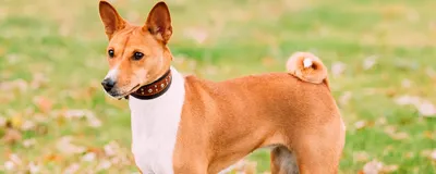 Фото басенджи: роскошные снимки собаки в естественной среде