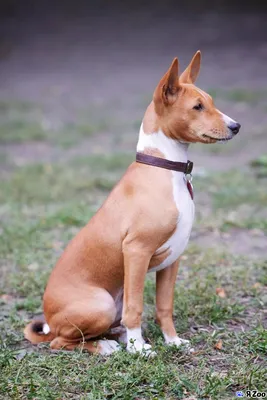 Собаки басенджи: фото в разных форматах
