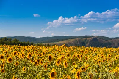 Гармония природы: Фотографии цветущих лугов весной