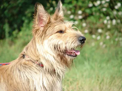Баскская овчарка: изображения собаки в формате PNG