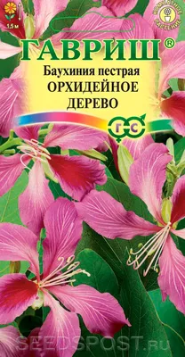 Новое изображение Баухинии орхидейного дерева: скачать бесплатно в хорошем качестве