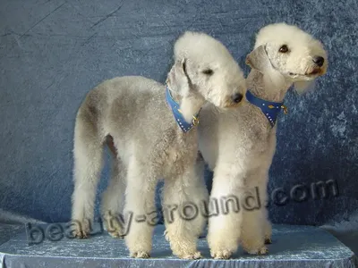 Собаки породы Бедлингтон-терьер: фото и изображения