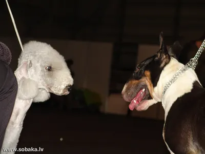 Собаки породы Бедлингтон-терьер на красивых фото