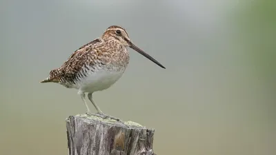 Впечатляющие фото бекасов во время миграции!