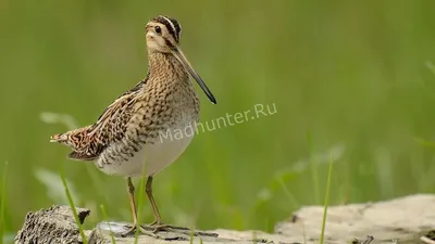 Скачайте красивые фотографии бекасов бесплатно!